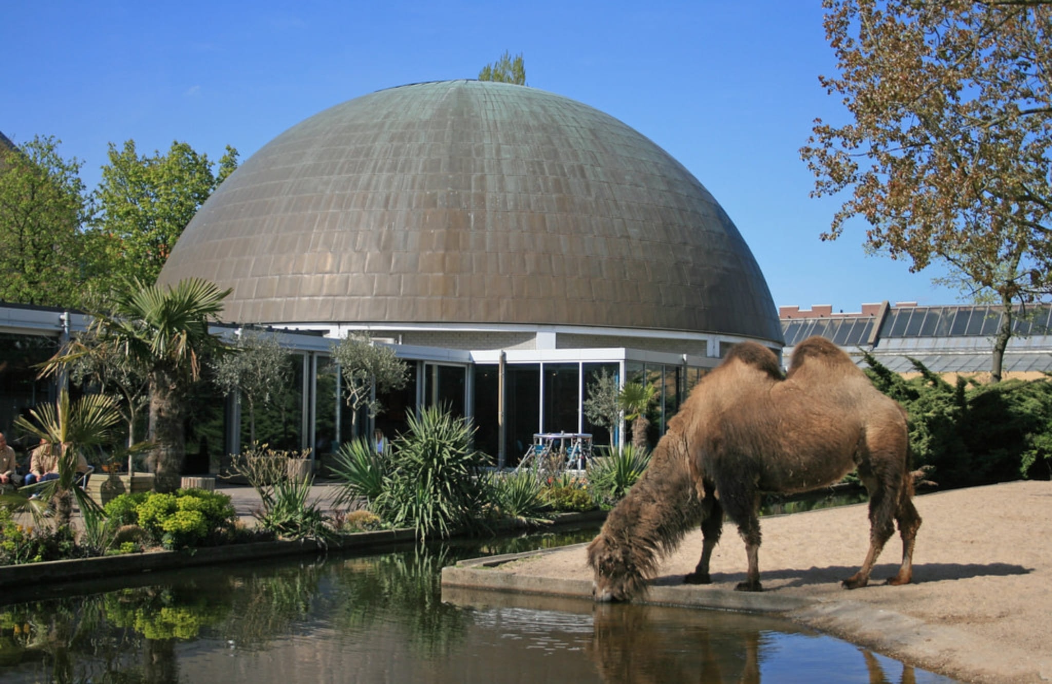 ARTIS Planetarium with Camel