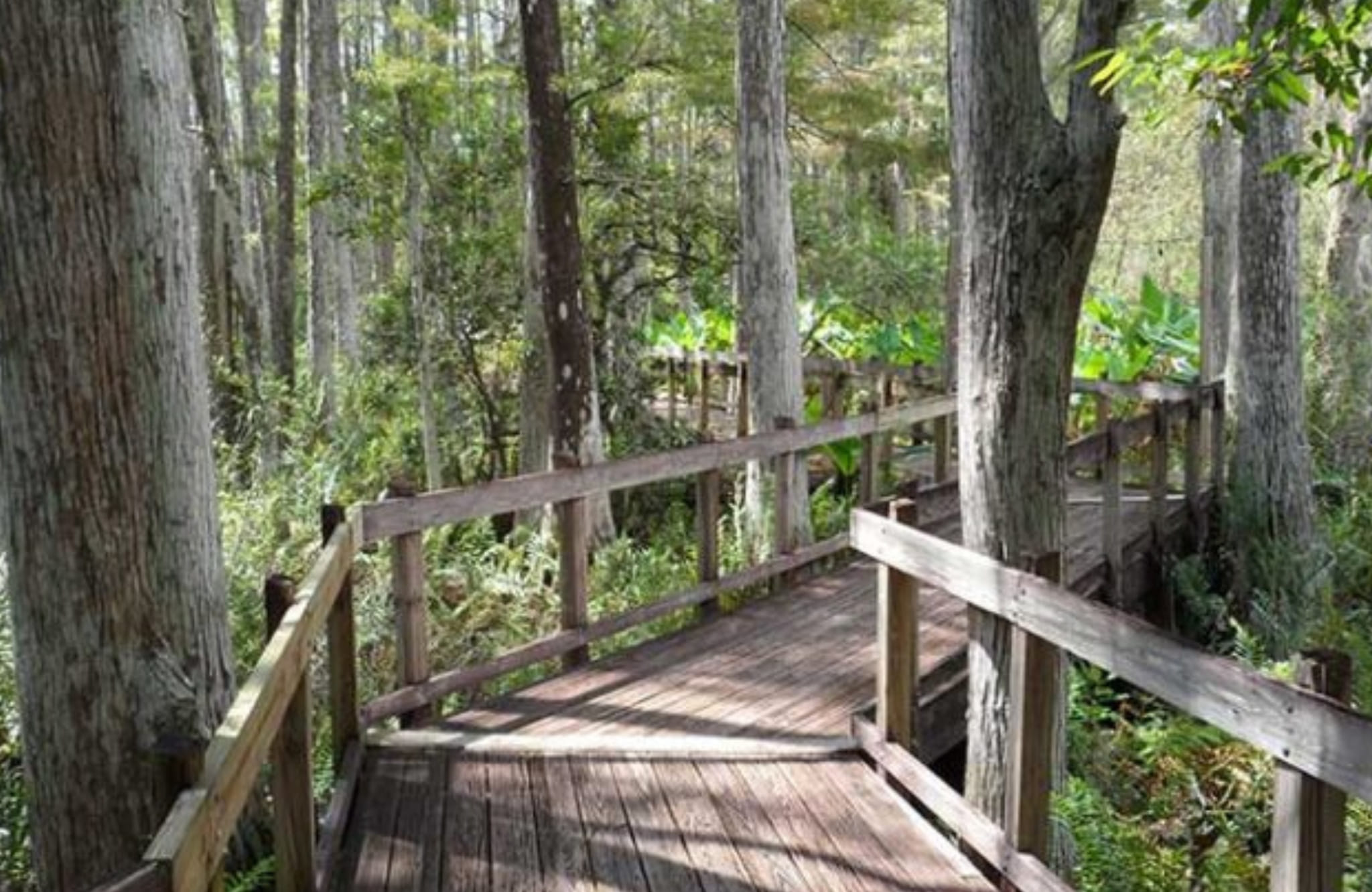 elevated-boardwalk-trail-through-woods-at-calusa-nature-center-planetarium-fort-myers-768x480